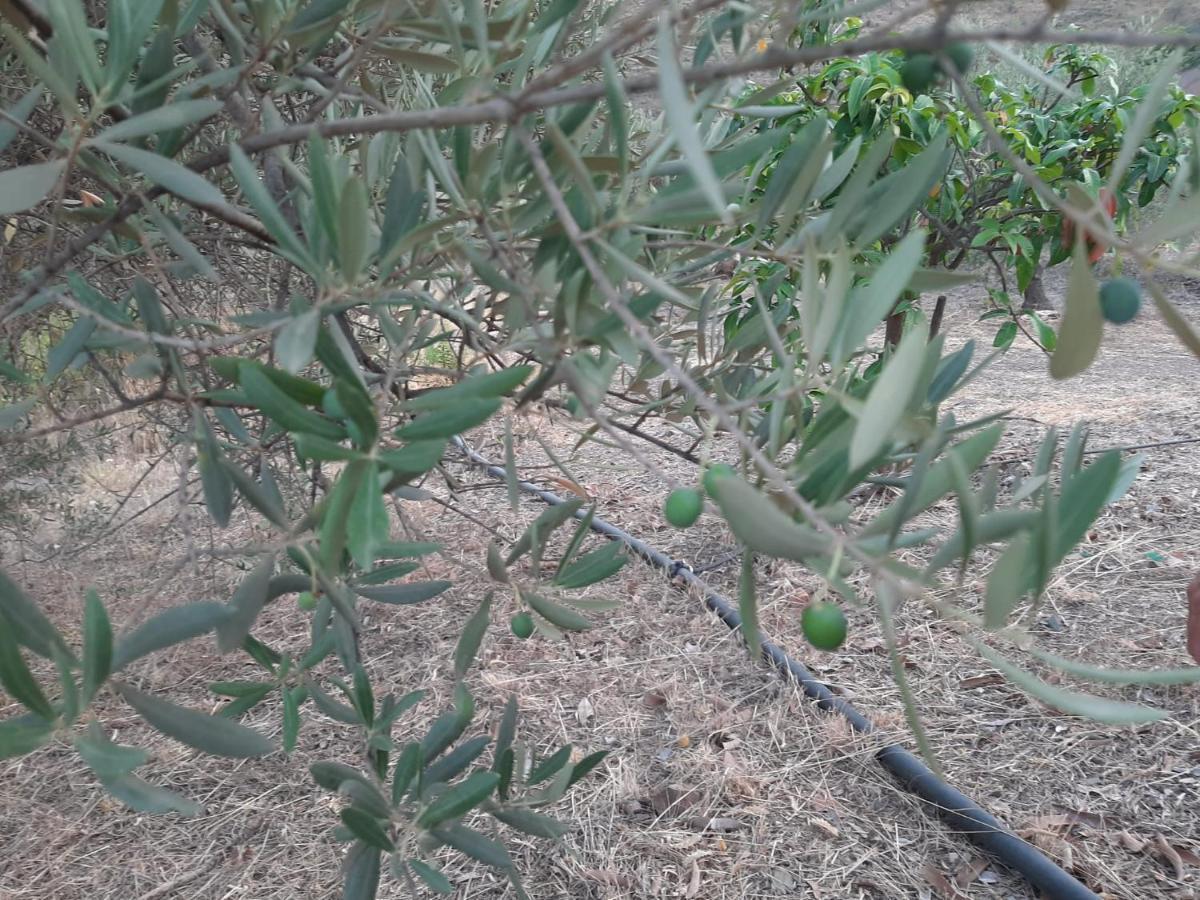 Casa Nathium. Βίλα Borge Εξωτερικό φωτογραφία